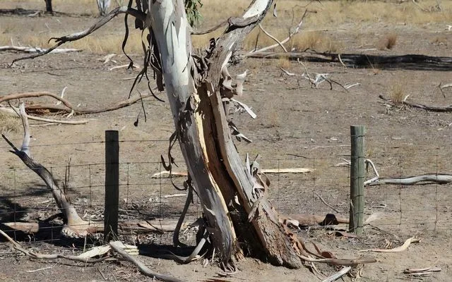 A dead leaning eucalypt with a split trunk