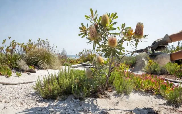 A coastal banksia being pruned